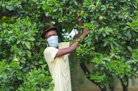 young-african-american-male-protective-face-mask-working-his-garden